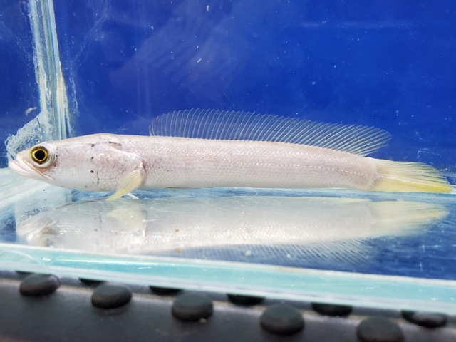 プラチナカムルチー