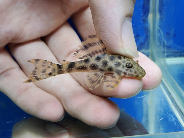 ヘミアンキストルス　スピローマ