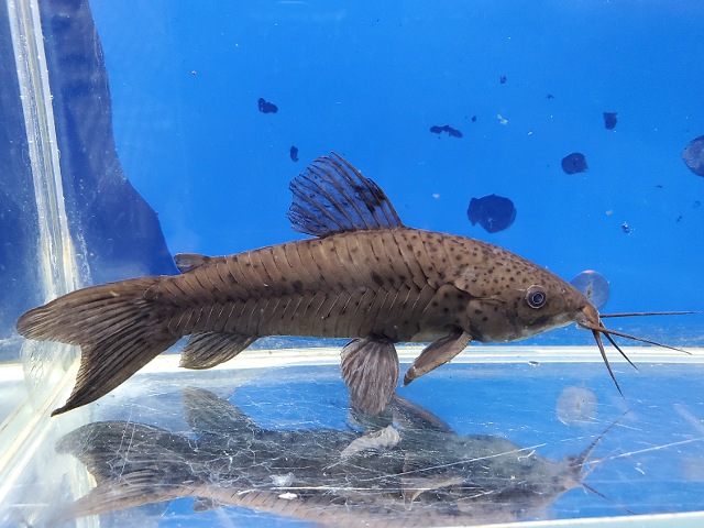 ブラックホプロ