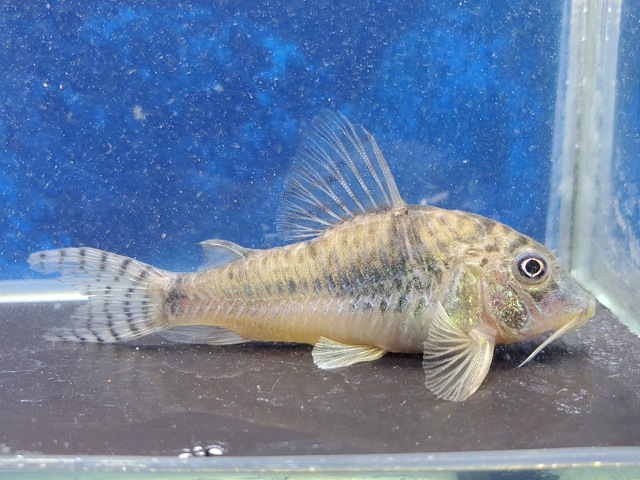 コリドラス sp. Yacuma