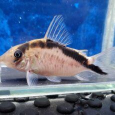 コリドラス　ロングノーズアークアータス　大特価！