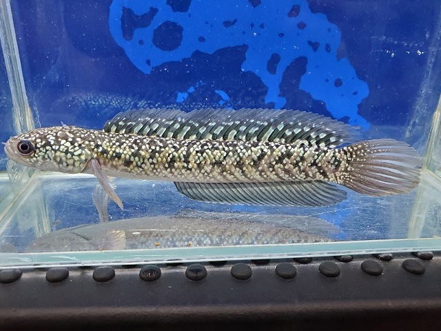 コウタイ　テンモクゴールデン