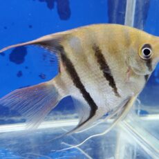 デュメリリィエンゼル　大特価！