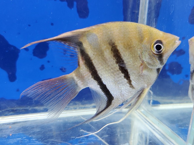 デュメリリィエンゼル　大特価！
