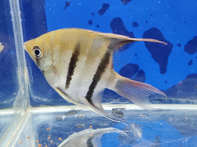 ドゥメリリィエンゼル