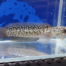 コウタイ　テンモクゴールデン　2026年7月入荷！