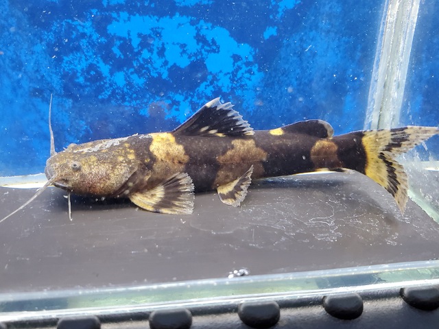 ジャウーペドラ