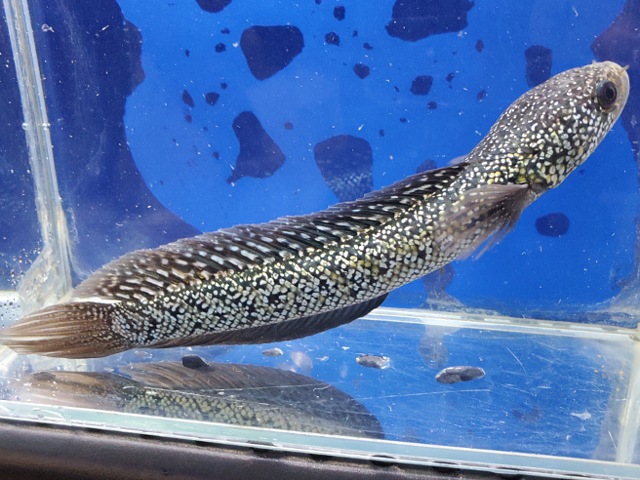 コウタイ　ボルケーノ