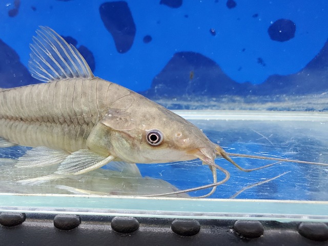 ホプロステルヌム sp. ペルー　2026年7月入荷！