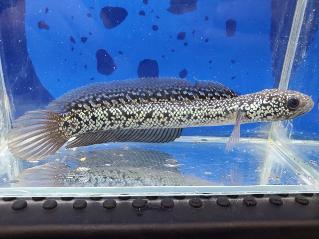 コウタイ　テンモクブルー