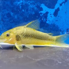コリドラス　イルミネータスグリーン　2026年8月入荷！
