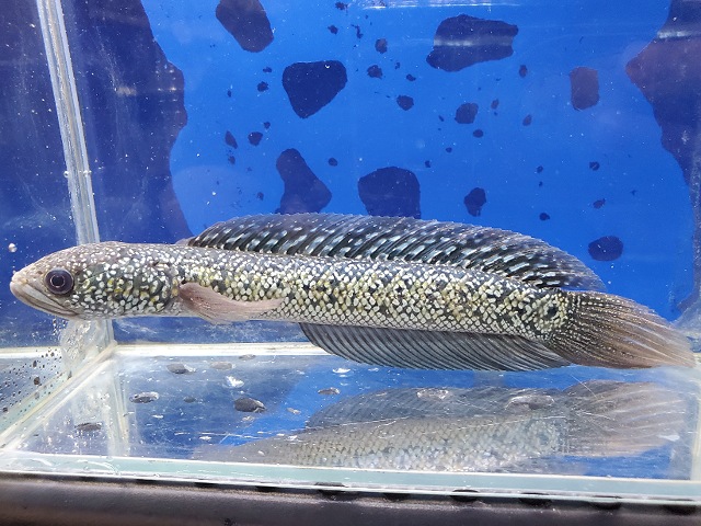 コウタイ　ボルケーノ