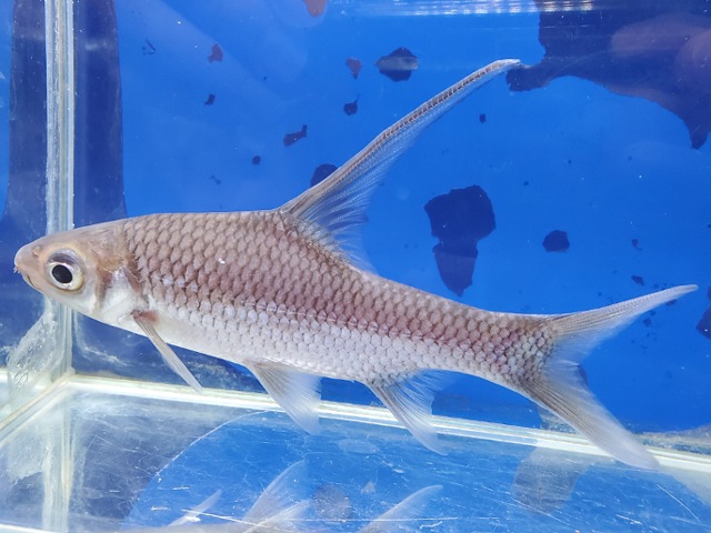 コスモキルス　ファルシファー