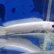 コウタイ　プラチナバナナ　2026年8月入荷！