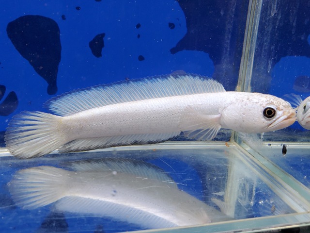 コウタイ　プラチナバナナ　2026年8月入荷！