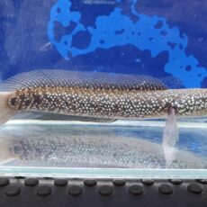 コウタイ　ダイヤモンドスター　2026年7月入荷！
