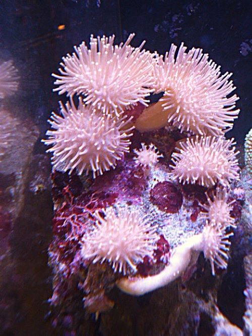 ウミキノコ１０連　　　２０２６年８月１日撮影