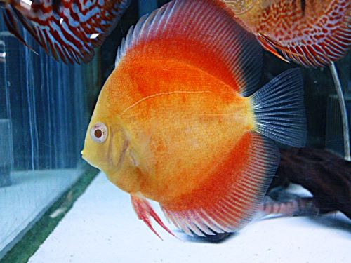 サンメラー・ディスカス