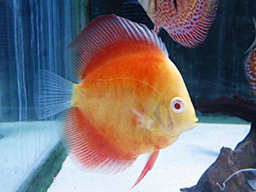 サンメラー・ディスカス