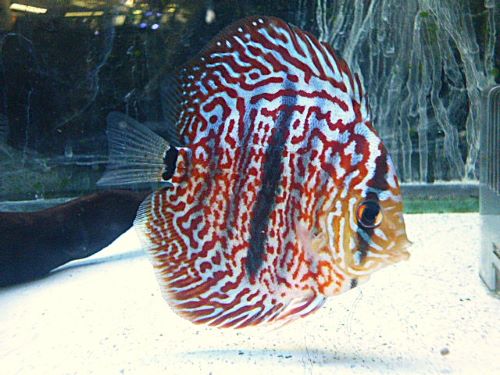 ヘッケルクロス・ディスカス