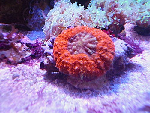 ハナガタサンゴ　レッド　２０２６年８月９日撮影