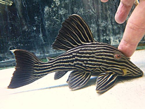 プラチナロイヤルプレコ　約１５ｃｍ　２０２６年７月５日入荷