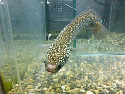 コウタイ　ダイヤモンドスター