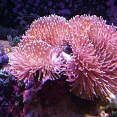 ウミキノコ２連　　２０２６年８月２５日撮影