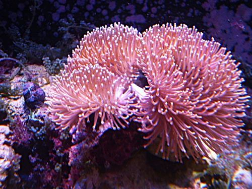 ウミキノコ２連　　２０２６年８月２５日撮影