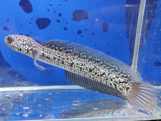 コウタイ　テンモクブルー