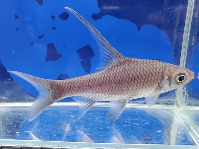 コスモキルス　ファルシファー