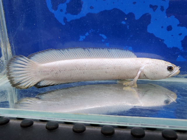 コウタイ　プラチナバナナ　2026年7月入荷！