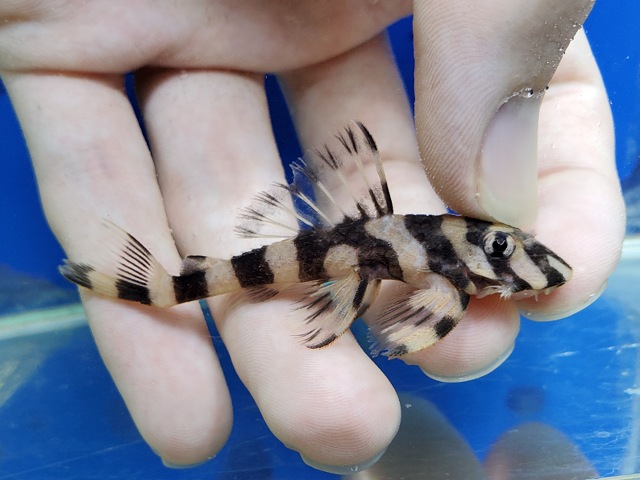 ネグロバタフライプレコ