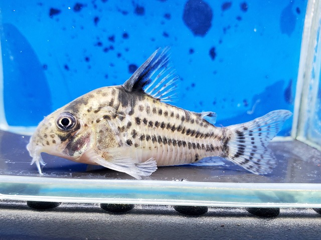 コリドラス　タパジョスシュワルツィ