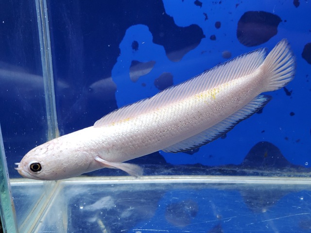 コウタイ　プラチナバナナ