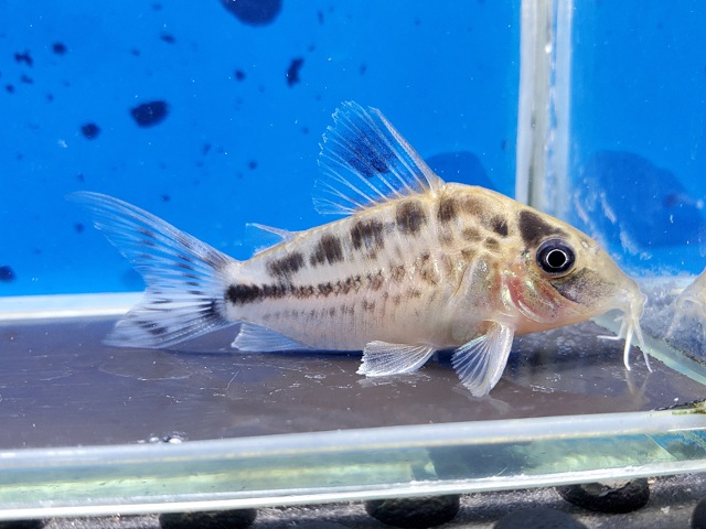 コリドラス　ロングノーズエヴェリナエ