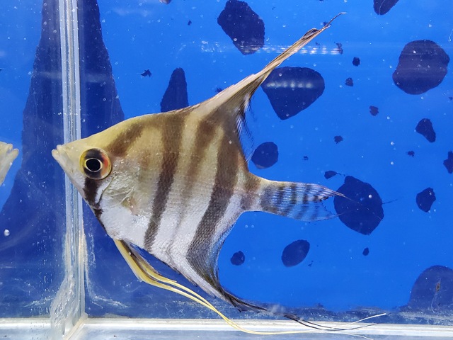 エンゼルフィッシュ | 通販と店頭の販売一覧