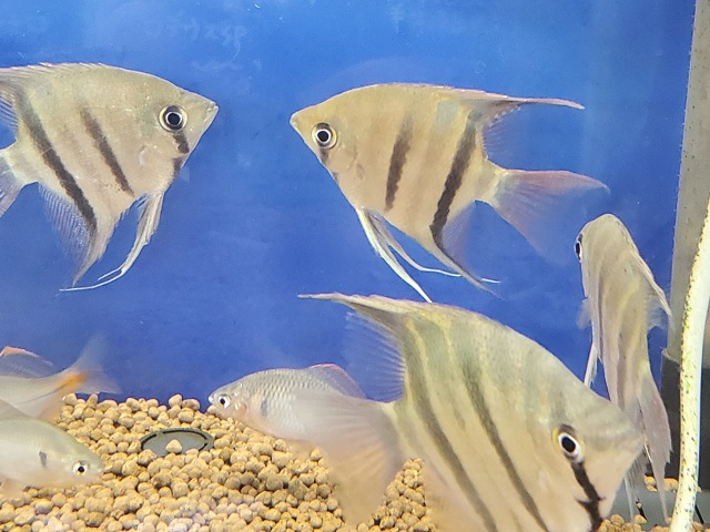 ドゥメリリィエンゼル