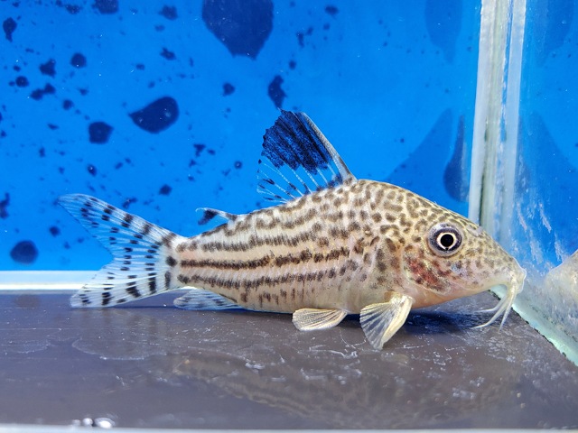 コリドラス　イズブリュッケリー