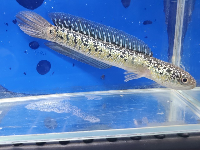 コウタイ　ボルケーノ
