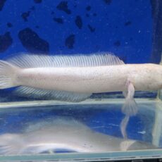 コウタイ　プラチナバナナ　1　2026年9月入荷！