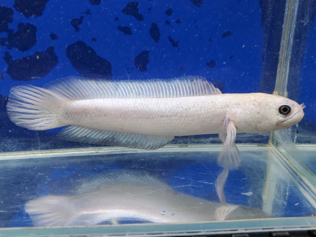 コウタイ　プラチナバナナ　1　2026年9月入荷！