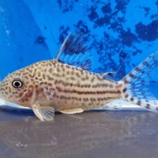 コリドラス　イズブリュッケリー　マットグロッソ　1　2026年9月入荷！