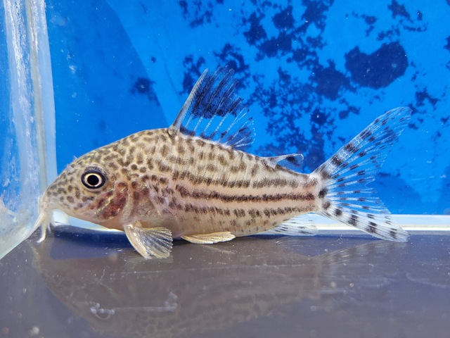 コリドラス　イズブリュッケリー　マットグロッソ　1　2026年9月入荷！