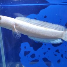コウタイ　プラチナバナナ　2　2026年9月入荷！
