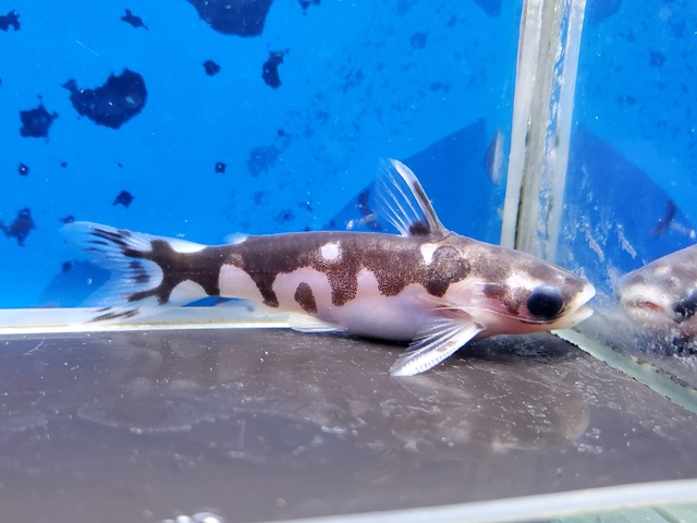 ホルスタインタティア
