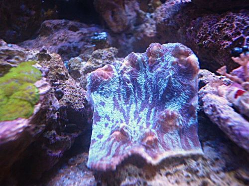 ウスカミサンゴ
