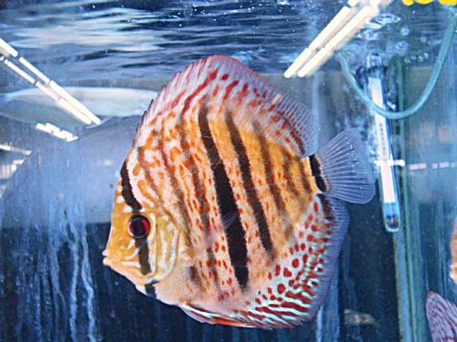 ヘッケルクロス・ディスカス