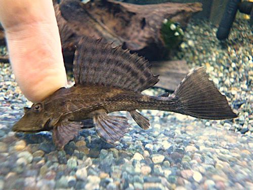 サタンプレコ　２０２６年９月５日入荷
