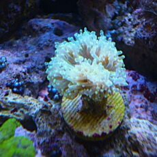 タコアシサンゴ　クリアグリーン　２０２６年９月８日撮影